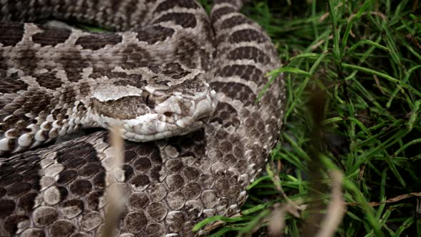 Rattlesnake poisonous predator in the grass