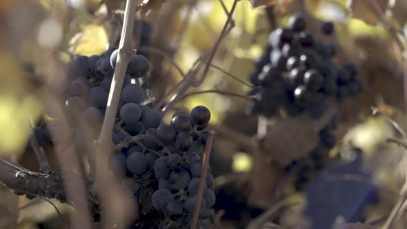 Focus On Ripe Red Grapes
