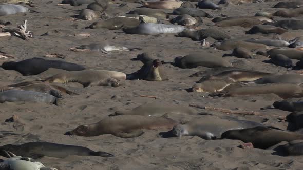 Colony Of Elephant Seals On The California Coastline At Piedras Blancas Rookery In San Simeon. Close