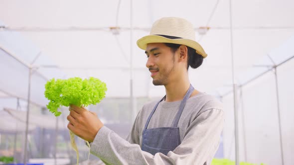 Caucasian farmer male work, check quality of vegetable in hydroponic greenhouse farm with happiness.