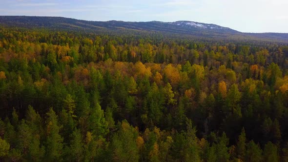 Yellow Autumn Forest. Colorful Leaf-Bearing Deciduous Trees in Fall. Aerial Top View