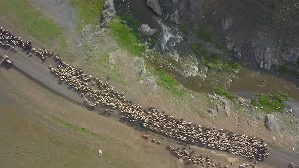 Early in the morning in a village. Shepherd takes the flock to the mountain.