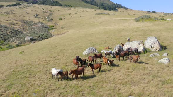 Panning Around Aerial Shot of Wild Horses on a Hill on a Sunny Day