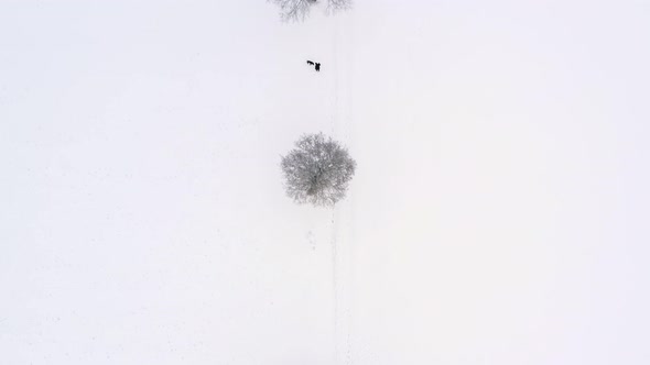 Top down aerial drone view of snow-covered trees after a snowfall while a man is having a walk with