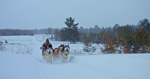 Dog Racing Northern Husky Dogs Running in a Sled