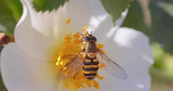 Hoverflies Flower Flies or Syrphid Flies Insect Family Syrphidae