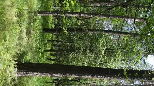 Vertical Video of Forest Landscape in Summer Slow Motion