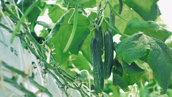 Green Leaves and Long Cucumbers Hanging in Them