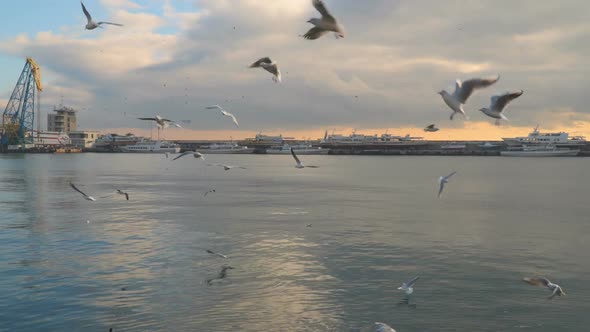 Sea Birds Flying Over the Sea