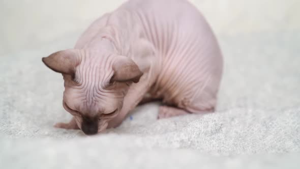 Canadian Sphynx Eats with a Child's Pen