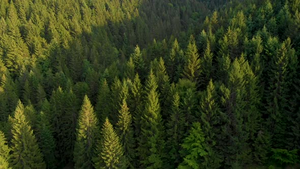 Flying over the beautiful mountain pine forest trees