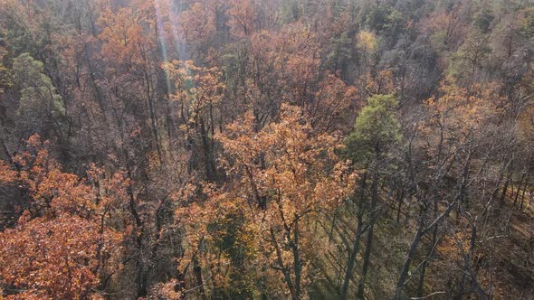 Beautiful Forest with Trees in an Autumn Day