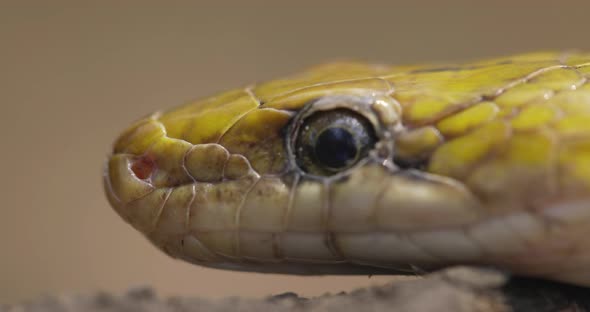 Close up Of Trinket Snake (Coelognathus Helena) Shows And Flicks Tongue Out. - macro