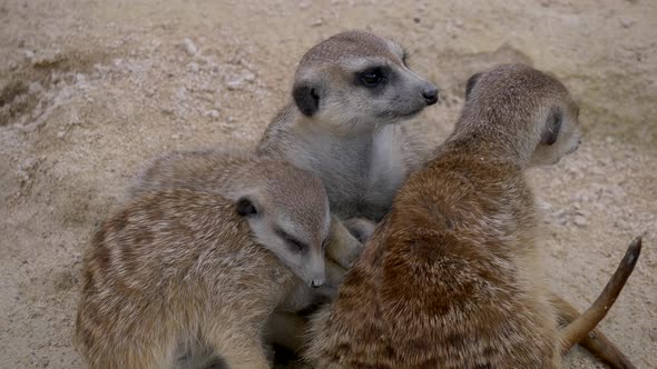 Group of meerkat family sleeping and resting in sandy area during hot sunny day, close up