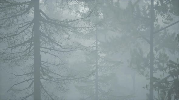 Cloudy Autumn Day in the Pine Forest with Fog