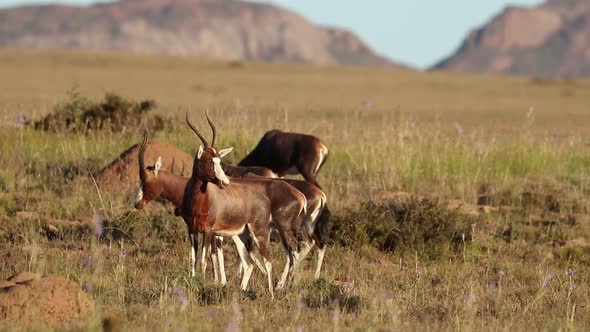 Blesbok Antelopes In Grassland