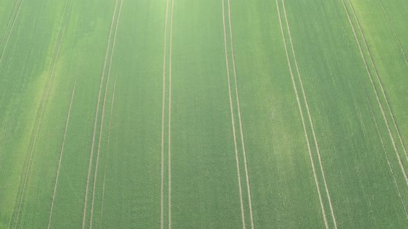 Tracks in the wheat field after spraying 4K drone video