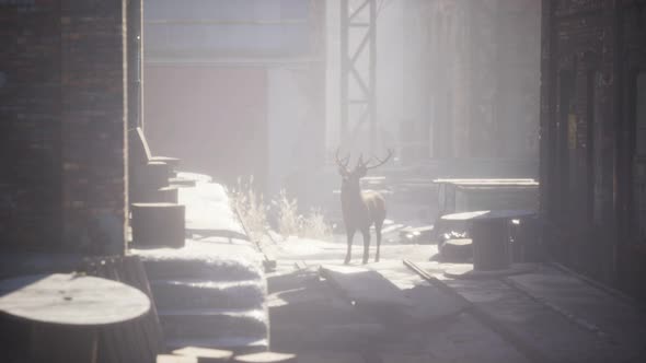 Wild Deer Rooming Around the Streets in Abandoned City