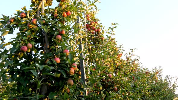 Apple Garden