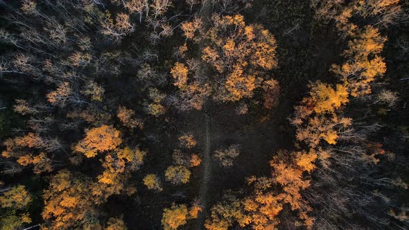 Drone ascent revealing a hidden natural path in the middle of a Canadian forest with many trees with