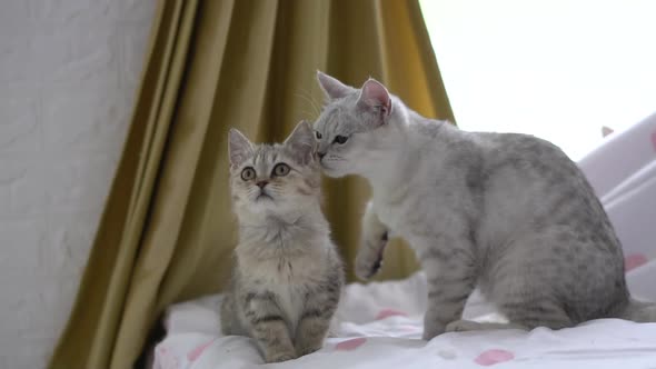 Two Cats Sitting On Bed At Home