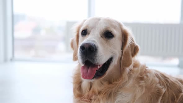 Portrait of Golden Retriever Dog