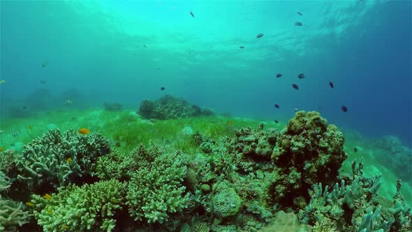 Coral Reef with Fish Underwater