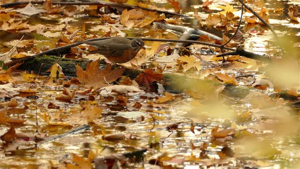 A bird looking for food on the ground after a rain.