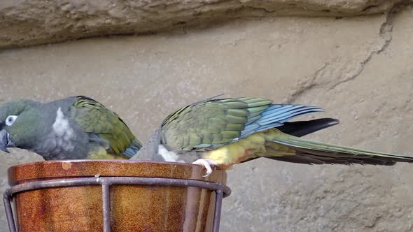 Burrowing parrot (Cyanoliseus patagonus) or Burrowing parakeet