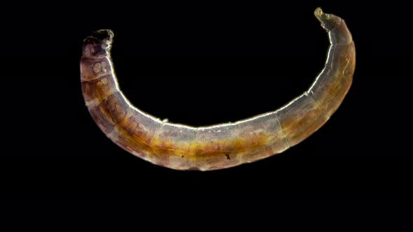 Insect Larva Worm-shaped, Under a Microscope, Was Found in Moss