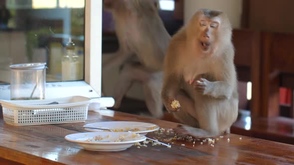 Hungry Wild Monkey Stealing Rice and Piece of Human Food in Street Cafe in Thailand