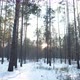 The Sun In The Winter Forest - VideoHive Item for Sale
