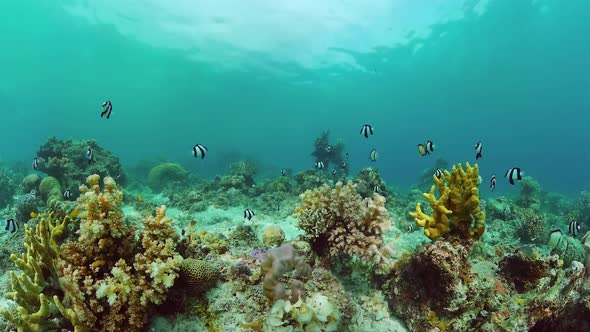 Coral Reef and Tropical Fish Underwater. Bohol, Panglao, Philippines.