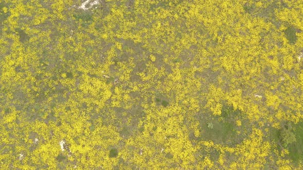 Spring blossom of Basket of gold Alyssum Aurinia saxatilis flower 4K drone footage