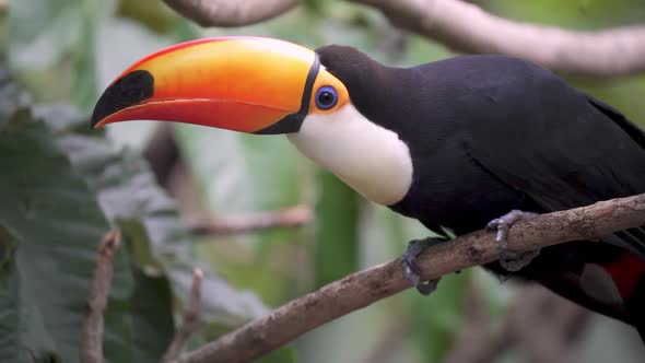 Adult toucan with bright colours on its body, which turns its head and perches on a branch. Scenic f