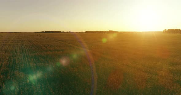 Low Altitude Flight Above Rural Summer Field with Endless Yellow Landscape at Summer Sunny Evening