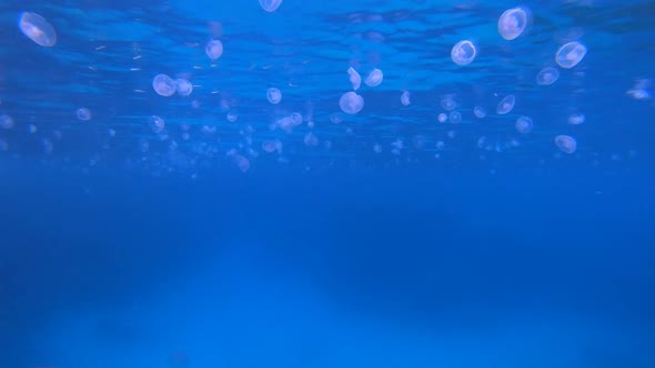 Tropical Blue Underwater Jellyfish