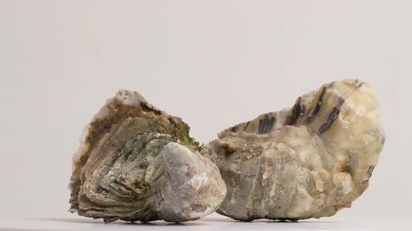 Oysters 02