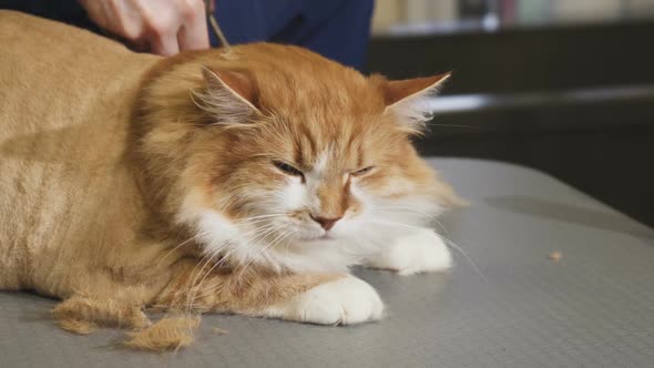 Beautiful Sleepy Cat Being Trimmed By a Professional Vet