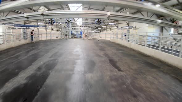 Automated milking line for cows on modern dairy farm