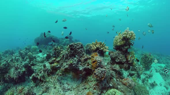 The Underwater World of a Coral Reef. Panglao, Philippines.