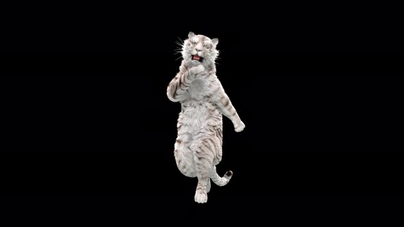 White Tiger Dancing 4K