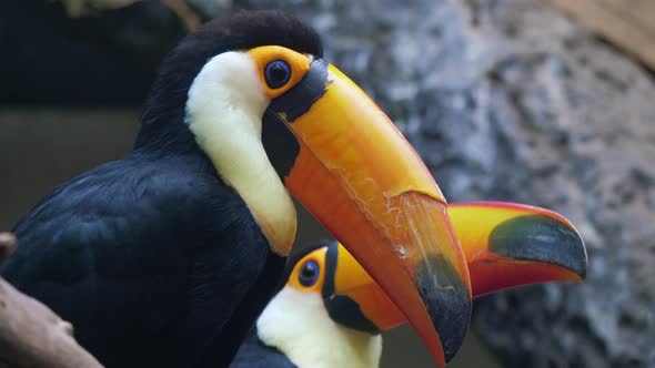 Ramphastos Toco