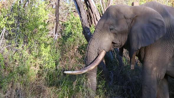 Close-up African elephant chewing on grass while feeding in the wild