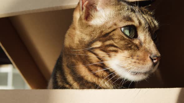 Bengal Cat Sitting in Cardboard Box in Living Room