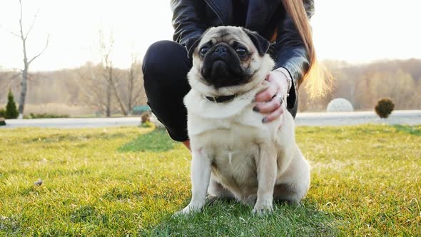 Woman Scratching Happy Pug Dog in the Sunny Park. Portrait of a Cute Dog