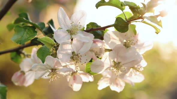 Apple Flowers Blossoming Against Bright Sunny Sky