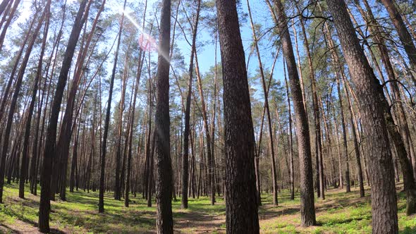 Walking Through the Forest with Pine Trees During the Day POV Slow Motion