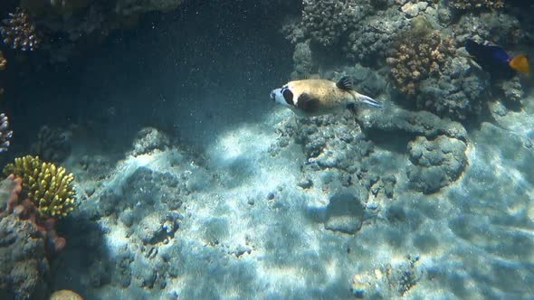 Whitespotted Puffer Arothron Hispidus in the Red Sea Egypt