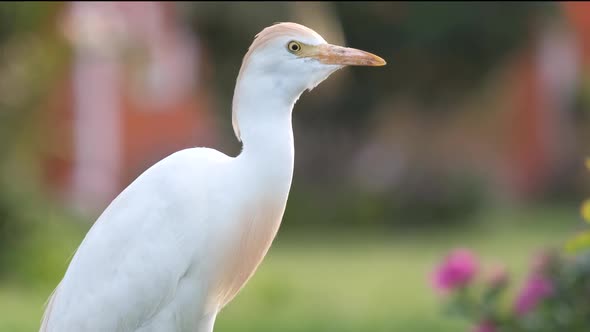 White Cattle Egret Wild Bird Also Known As Bubulcus Ibis Walking on Green Lawn in Summer